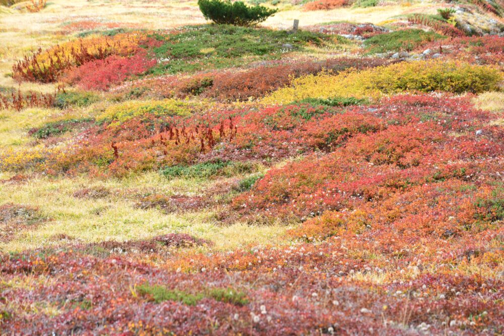 室堂の草紅葉