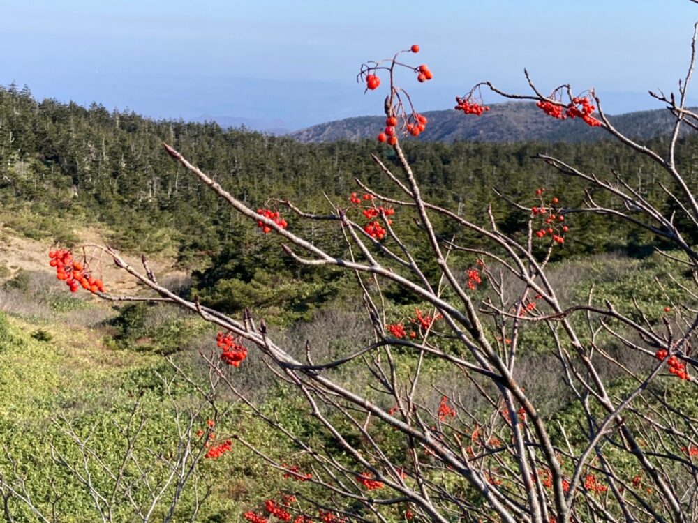 蔵王山のナナカマド