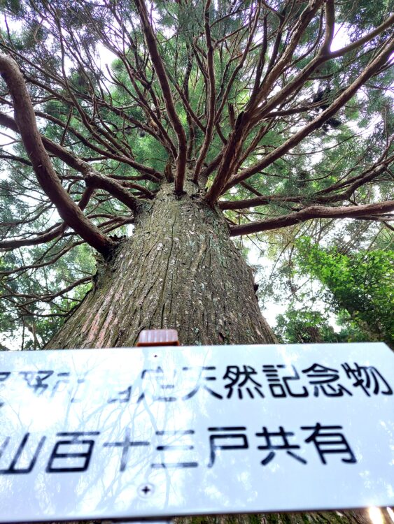 愛鷹山の杉の巨木