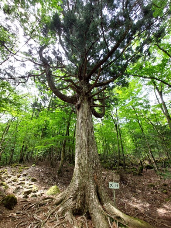 愛鷹山の杉の巨木