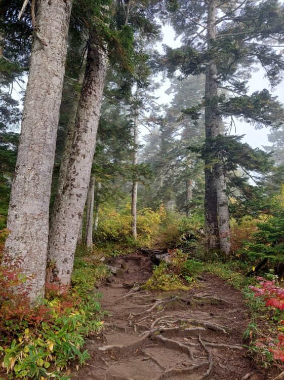 火打山・妙高山のオオシラビソの原生林