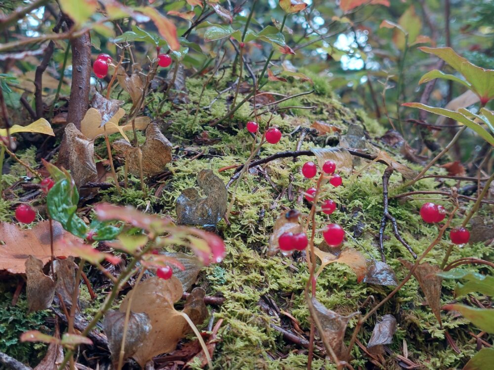 火打山・妙高山の赤い実