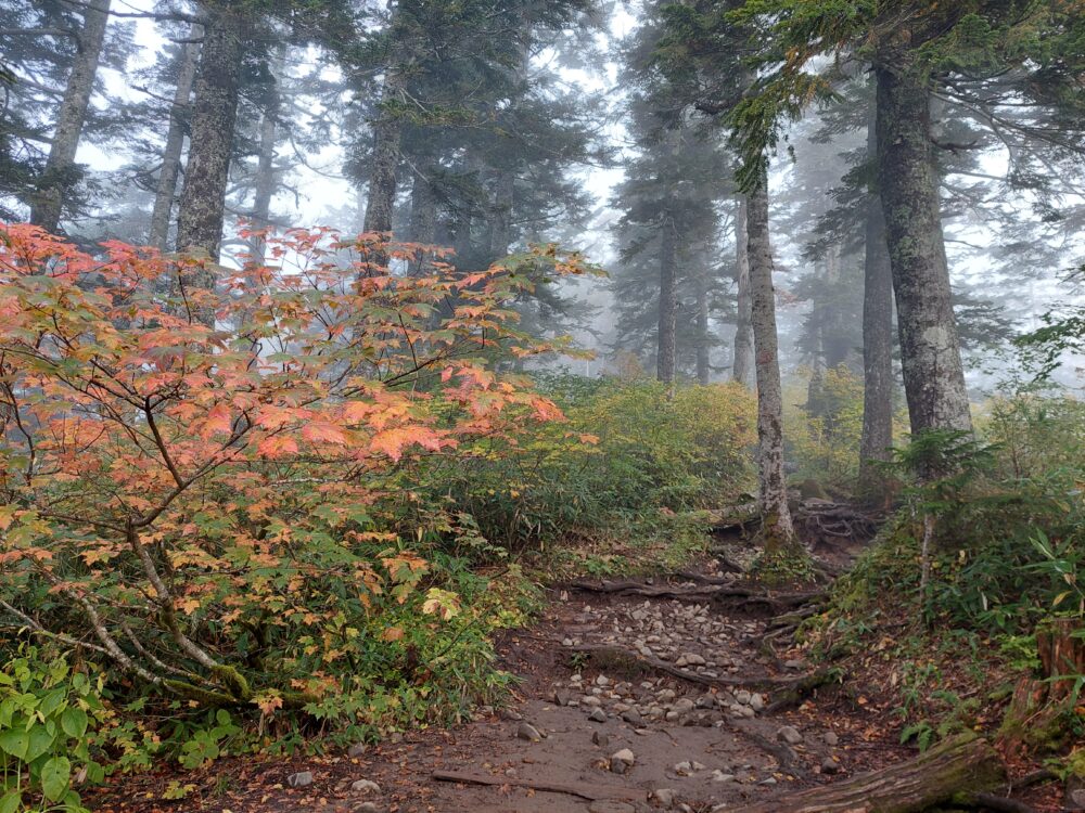 火打山・妙高山のオオシラビソの原生林