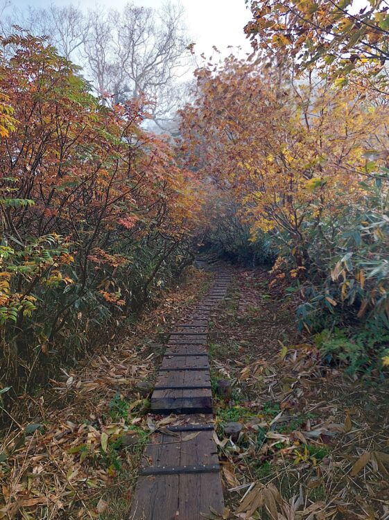 火打山登山道の紅葉のトンネル