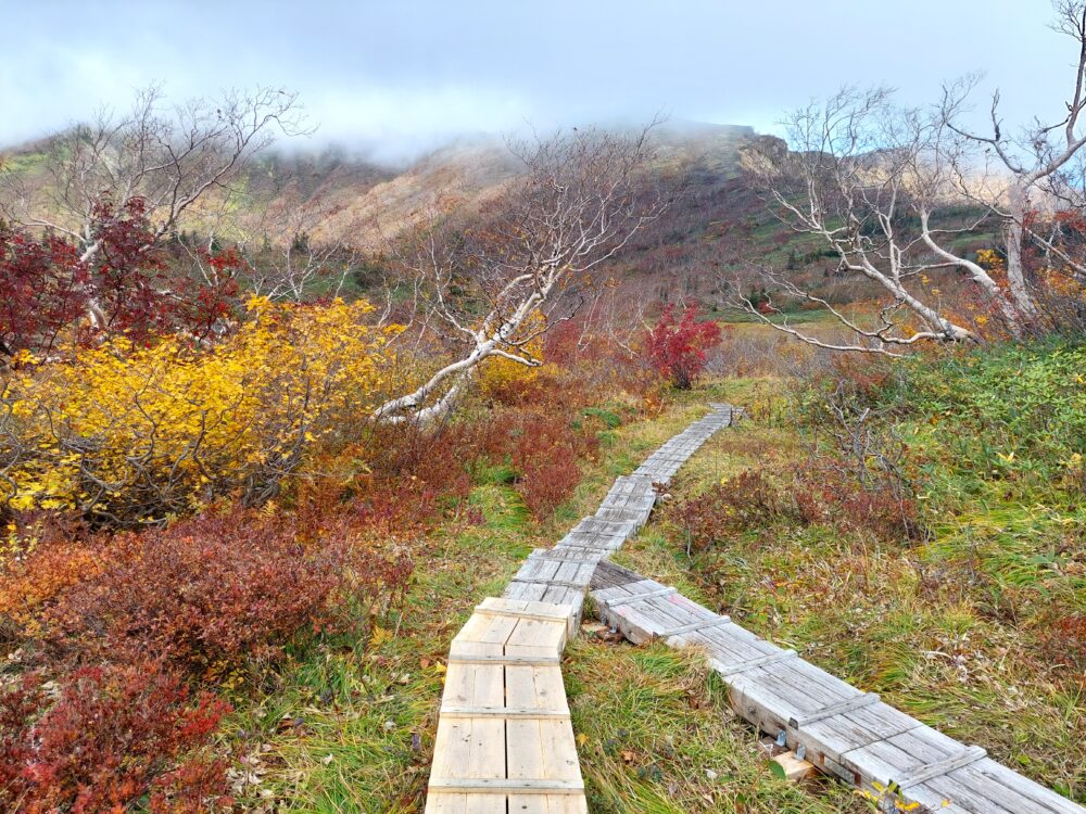 紅葉の火打山の登山道