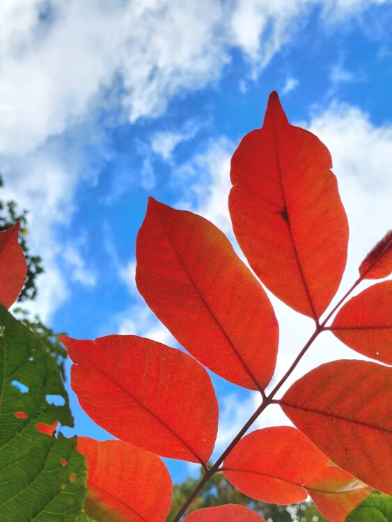 火打山の紅葉と青空