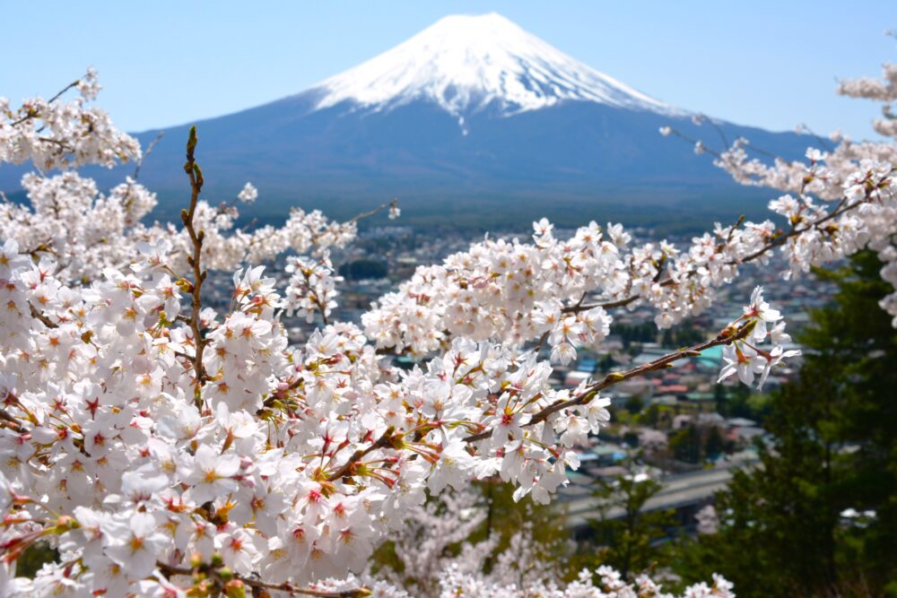 新倉山浅間公園から眺める富士山と満開の桜