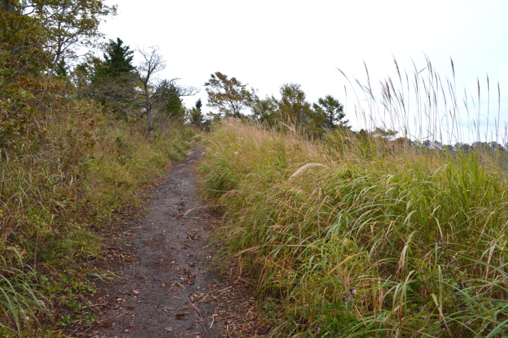 杓子山の登山道