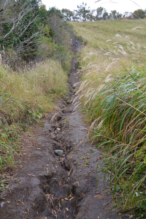 杓子山の登山道