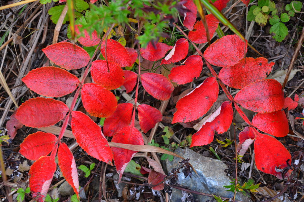 杓子山の紅葉