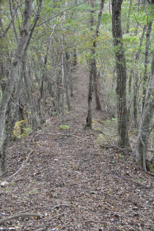 高座山～杓子山の登山道