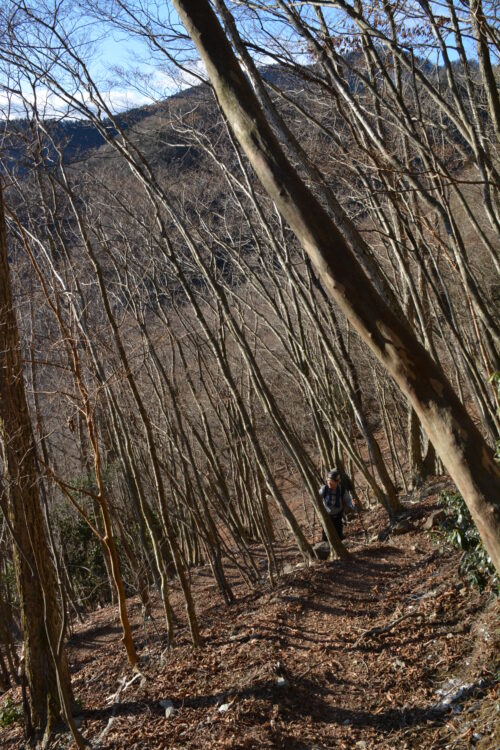 年末の毛無山の登山道