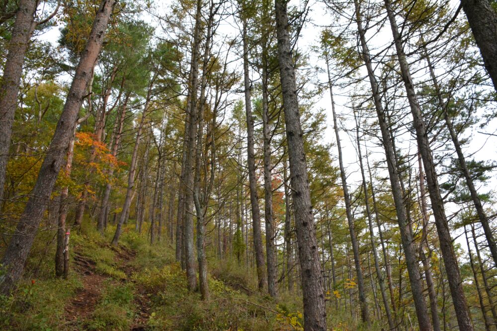 杓子山の登山道の樹林帯