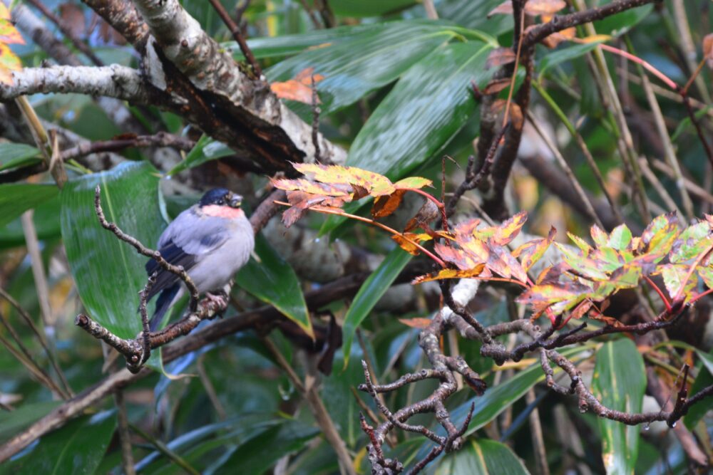 火打山・妙高山の登山道で見かけた野鳥