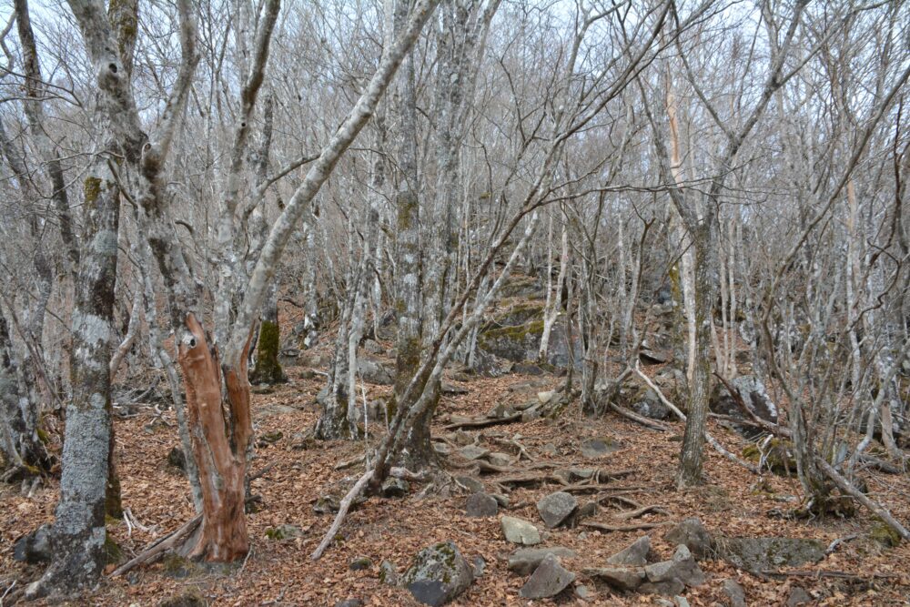 年末の毛無山の登山道