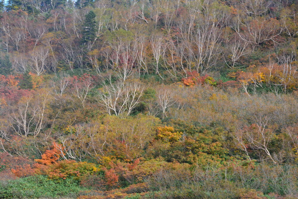 紅葉の高谷池