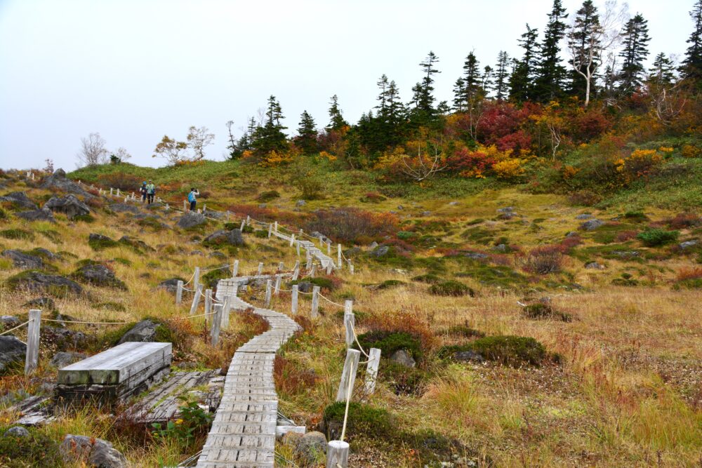 紅葉の火打山の登山道