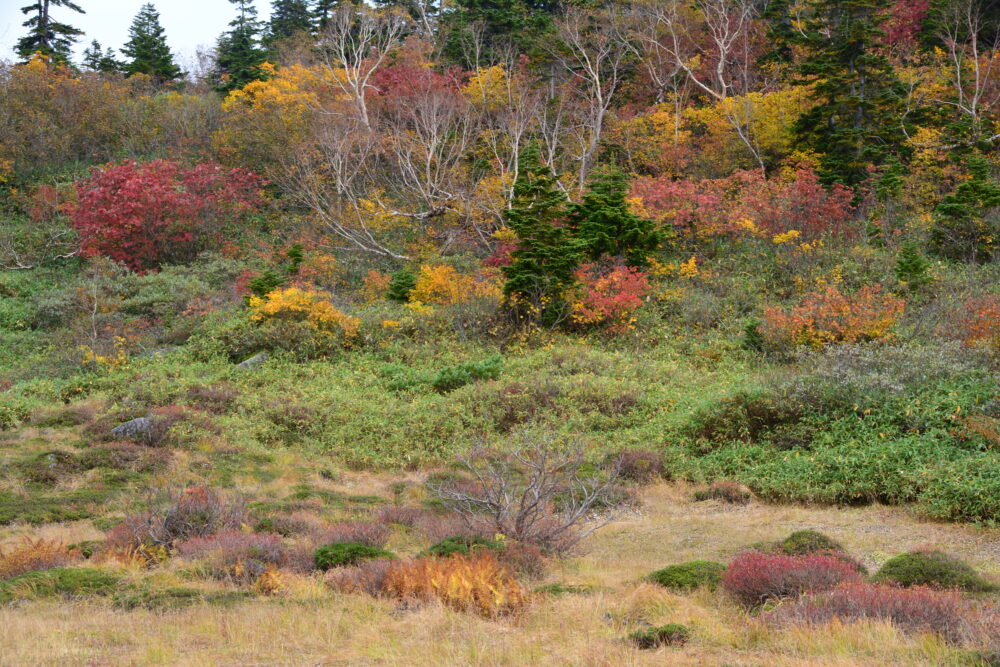 紅葉の火打山