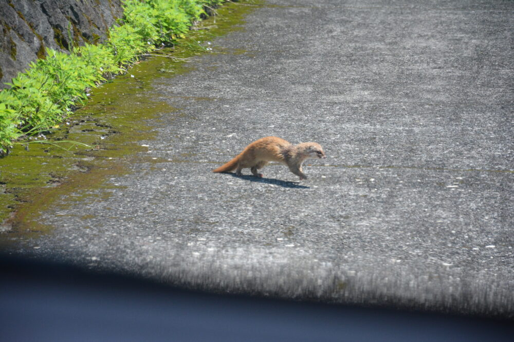 青ヶ島で見かけたイタチ