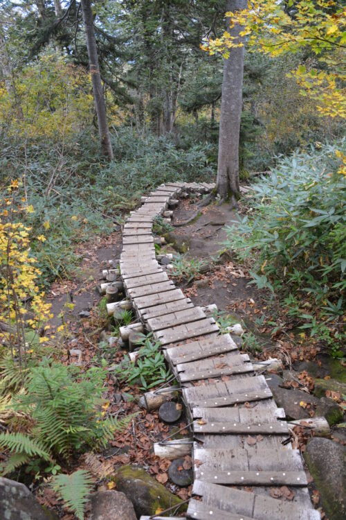 火打山の木道