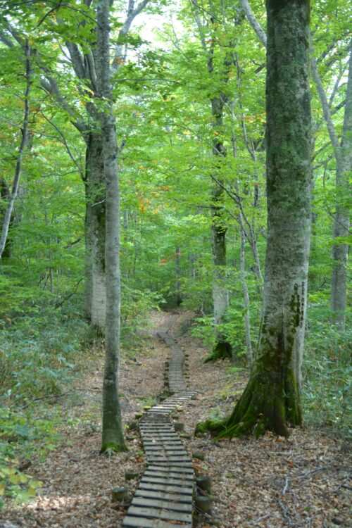 火打山・笹ヶ峰のブナ林と木道