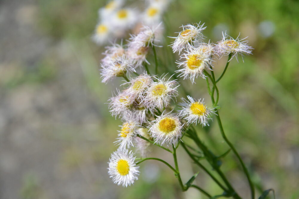 青ヶ島で咲いていたお花