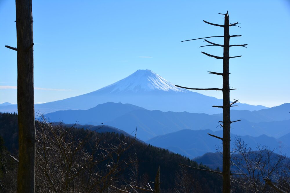 牛奥ノ雁ヶ腹摺山の立ち枯れた木々の隙間から見える富士山