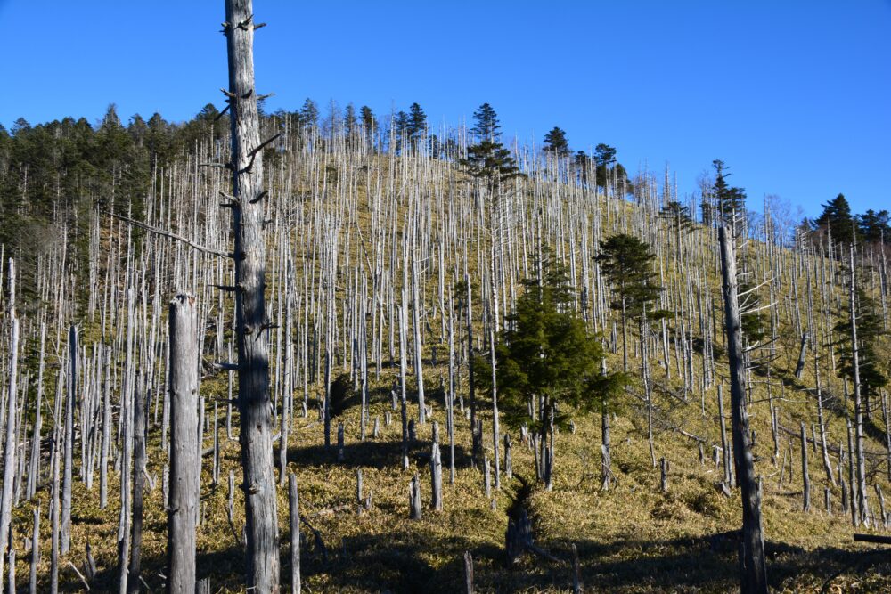 牛奥ノ雁ヶ腹摺山の立ち枯れた木々