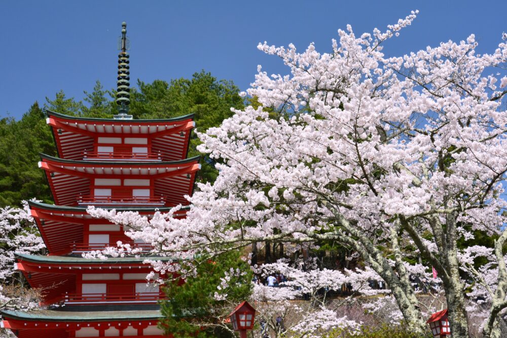 新倉山浅間公園の五重塔と満開の桜