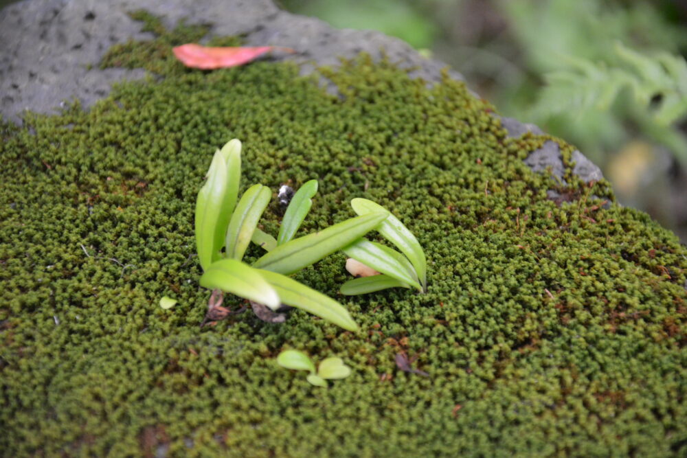 青ヶ島の内輪山（丸山）の苔