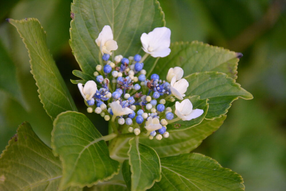 青ヶ島で咲いていたお花