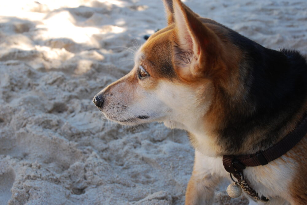 ヨロン駅のビーチでまったりしている犬