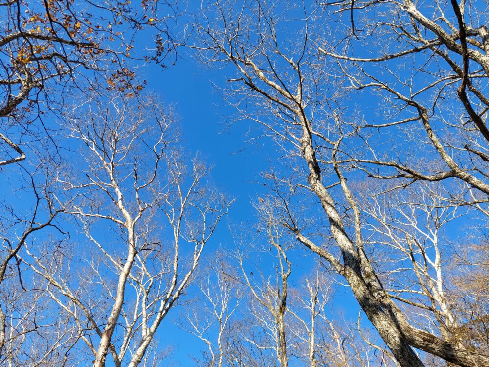 赤城山・長七郎山で見た晩秋の木々と青空