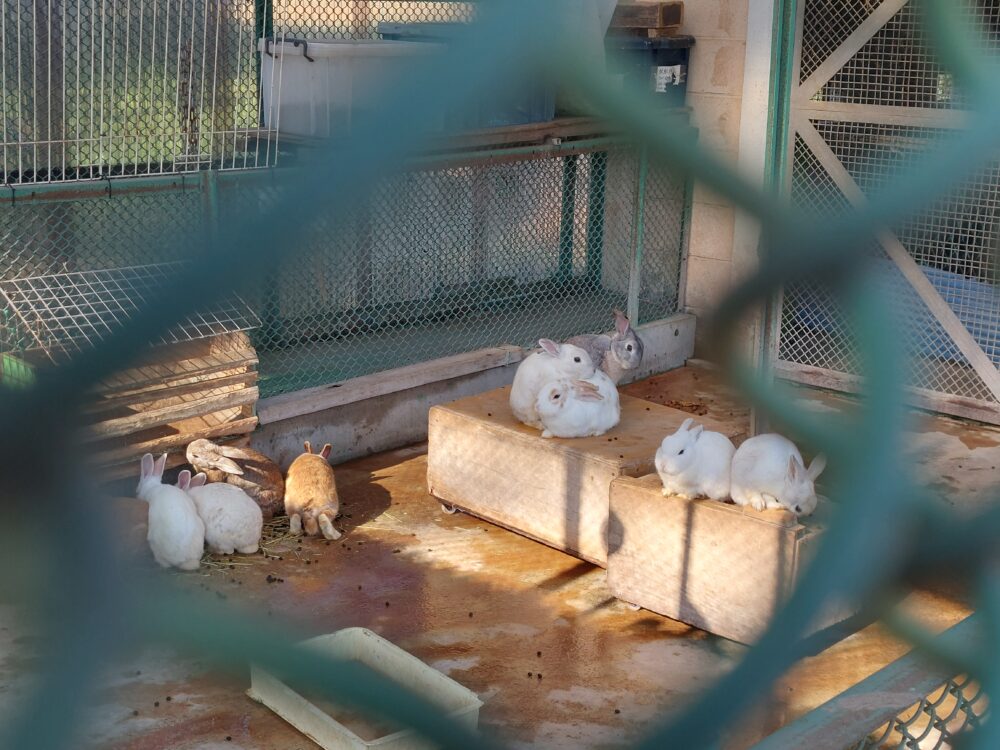 北本市子供公園・動物舎のウサギ