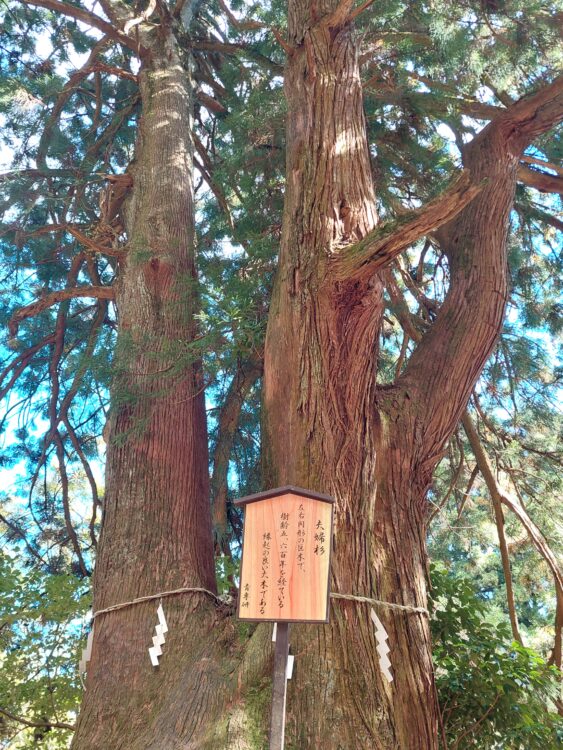 丹沢・大山の夫婦杉