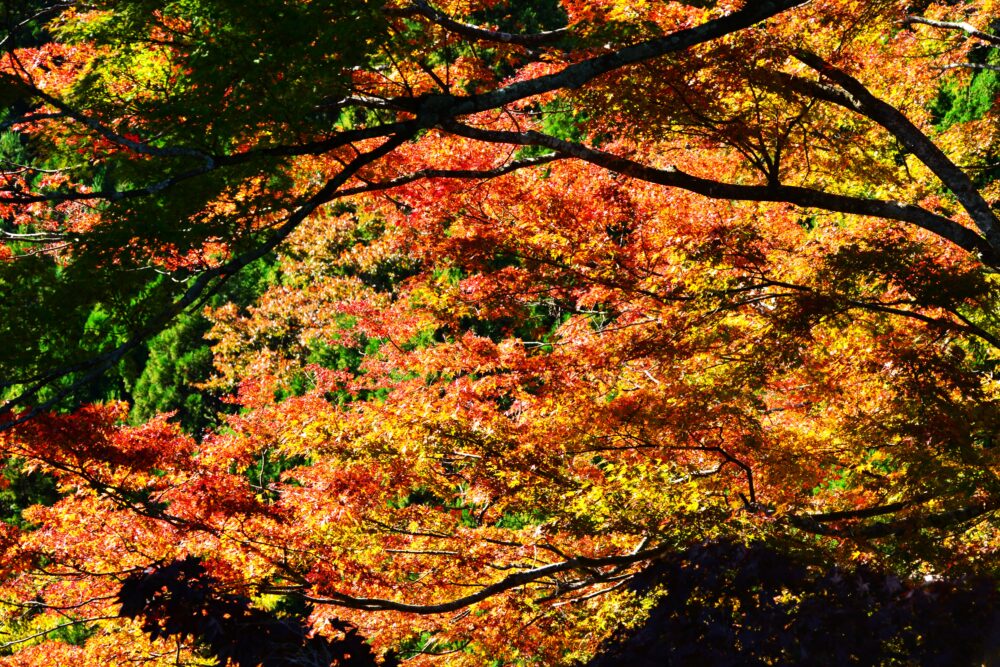 丹沢・大山の阿夫利神社の紅葉