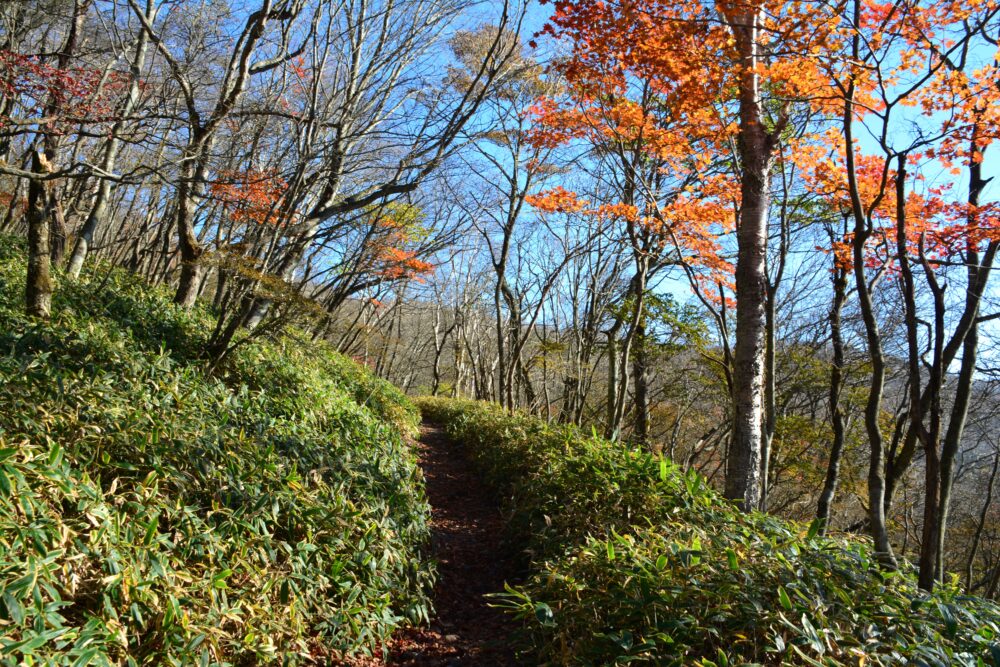 赤城山・長七郎山の登山道とモミジ