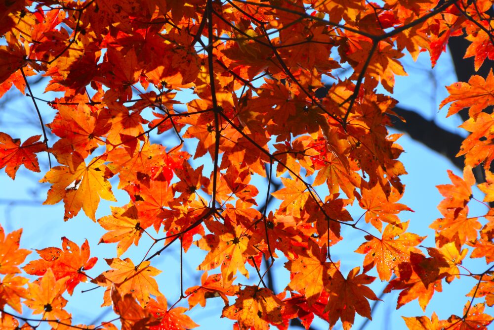 赤城山・長七郎山の登山道で見かけた紅葉