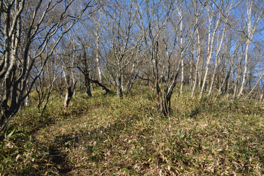 赤城山・小地蔵岳山頂直下の登山道