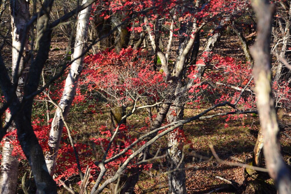 赤城山・長七郎山の紅葉