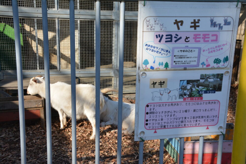 北本市子供公園・動物舎のヤギ（ツヨシとモモコ）