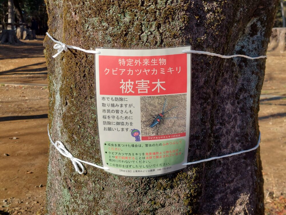 上尾平塚公園の桜の木に貼ってあったクビアカツヤカミキリの注意張り紙