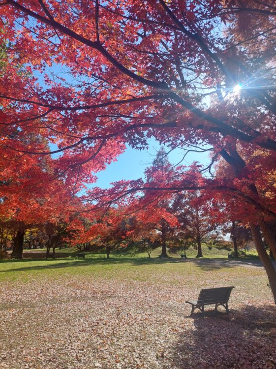 みさと公園のもみじの紅葉