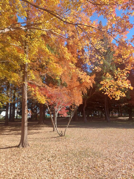 みさと公園の紅葉