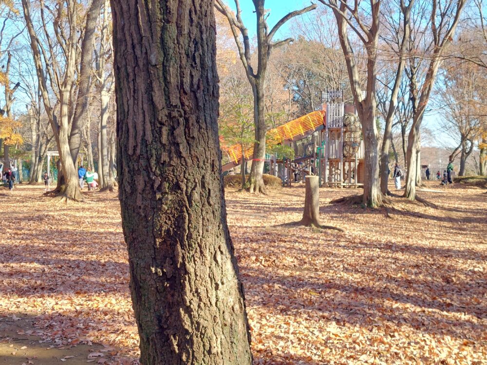 晩秋・初冬の内牧公園・アスレチック広場のクヌギの木