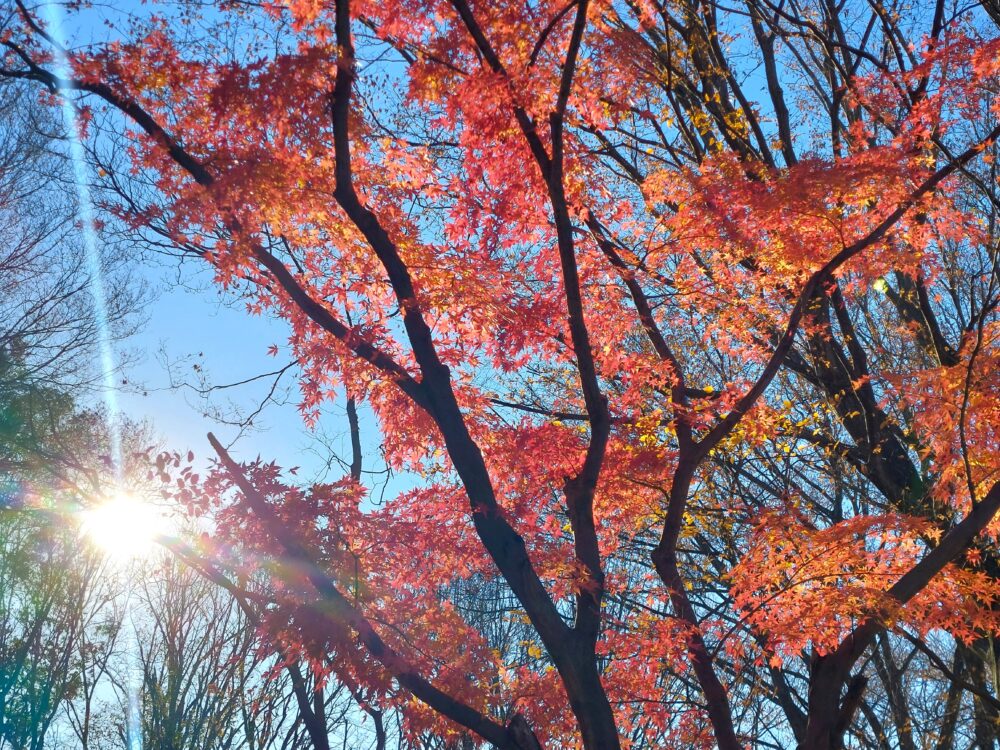 晩秋・初冬の内牧公園・アスレチック広場の紅葉