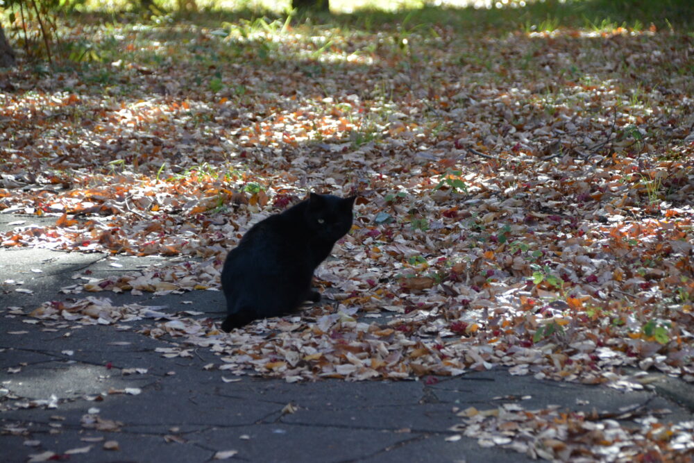 みさと公園の花木園にいた黒猫