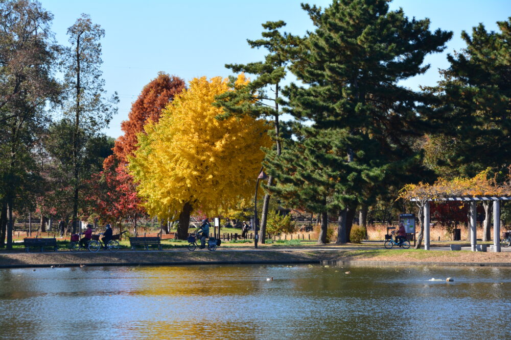 みさと公園から見た水元公園のメタセコイアの紅葉とイチョウの黄葉