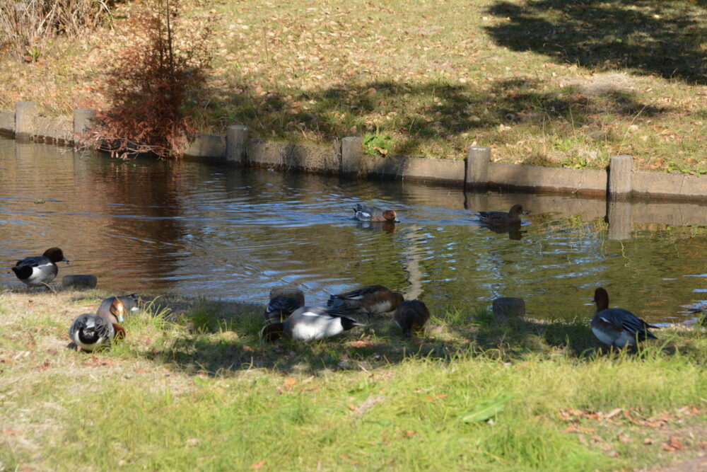 みさと公園の水路でエサを食べるカモたち