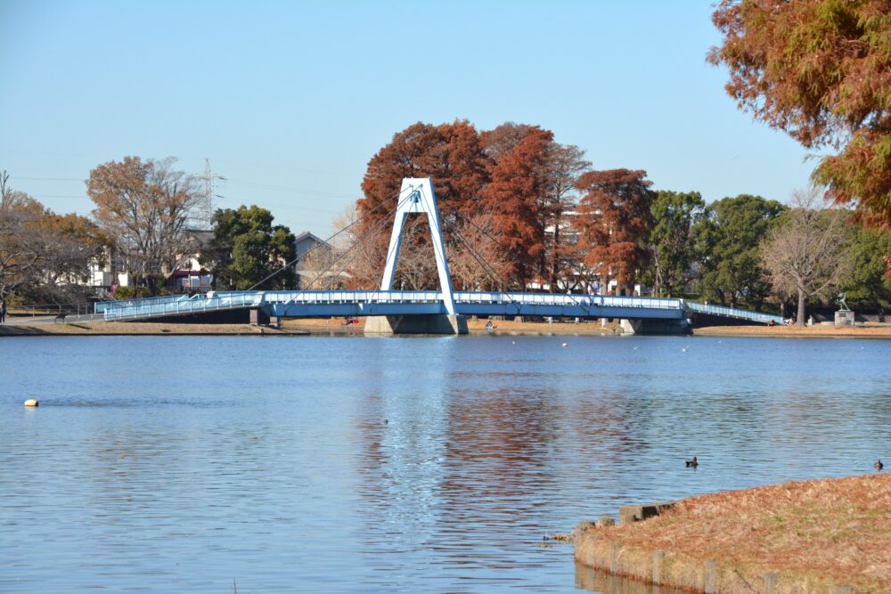 水元公園の水元大橋